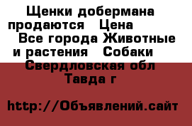 Щенки добермана  продаются › Цена ­ 45 000 - Все города Животные и растения » Собаки   . Свердловская обл.,Тавда г.